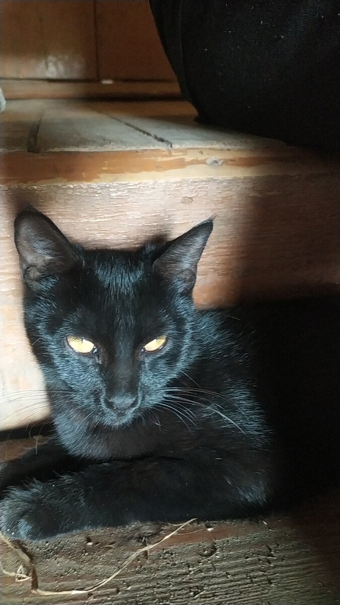 Вот такая у нас кошка Мурка. Фото автора.