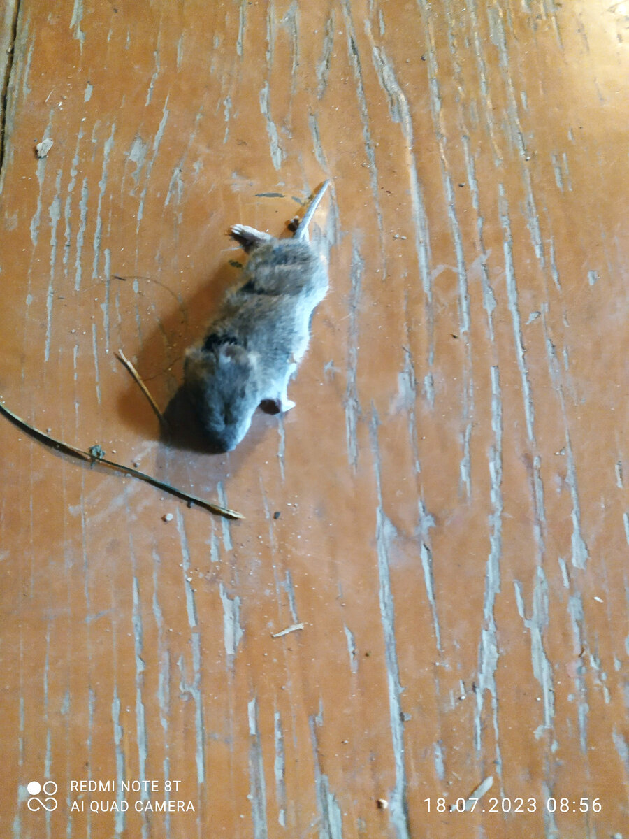 Вот как-то так бывает. Фото автора. Мышка - кошкина, если что :))