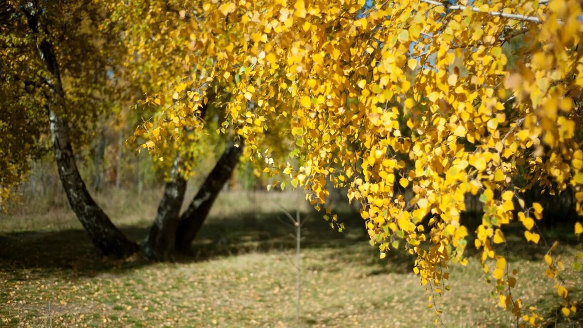     В Ростовской области появился предварительный прогноз погоды на октябрь. Стоит ли местным жителям готовиться к похолоданию и дождям, в материале RostovGazeta.