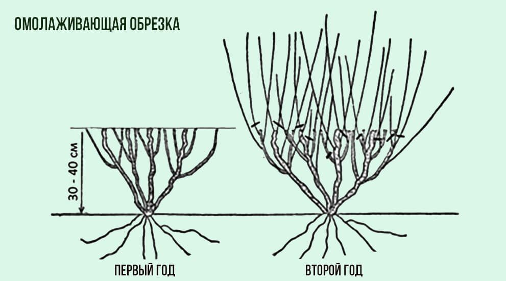 Схема обрезки голубики