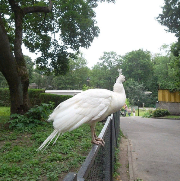 Калининградский зоопарк