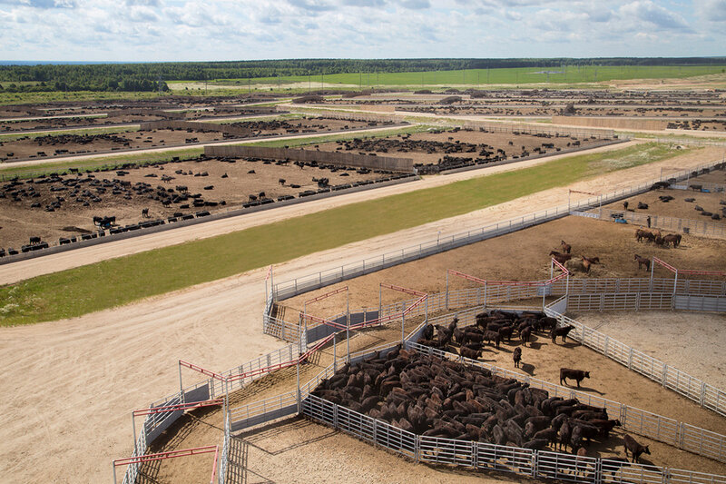    Сейчас на пастбищах «Мираторга» пасется более 850 тысяч бычков породы абердин-ангус. В 2023 году холдинг планирует приплод более 260 тысяч телят.