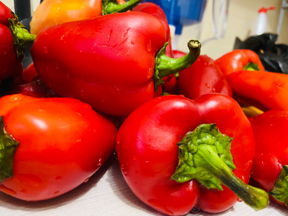 Болгарский перец