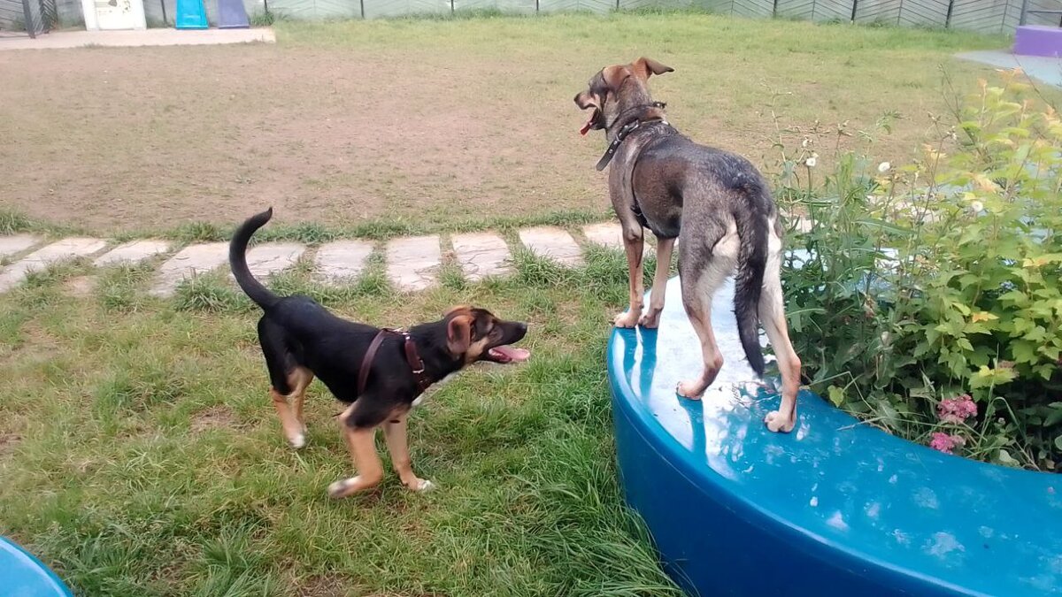 Платон и Тося