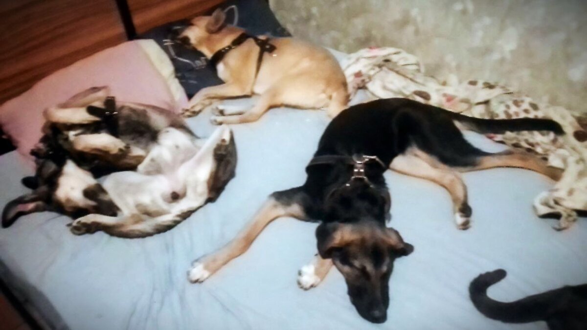 Тося, Алиса и Платон