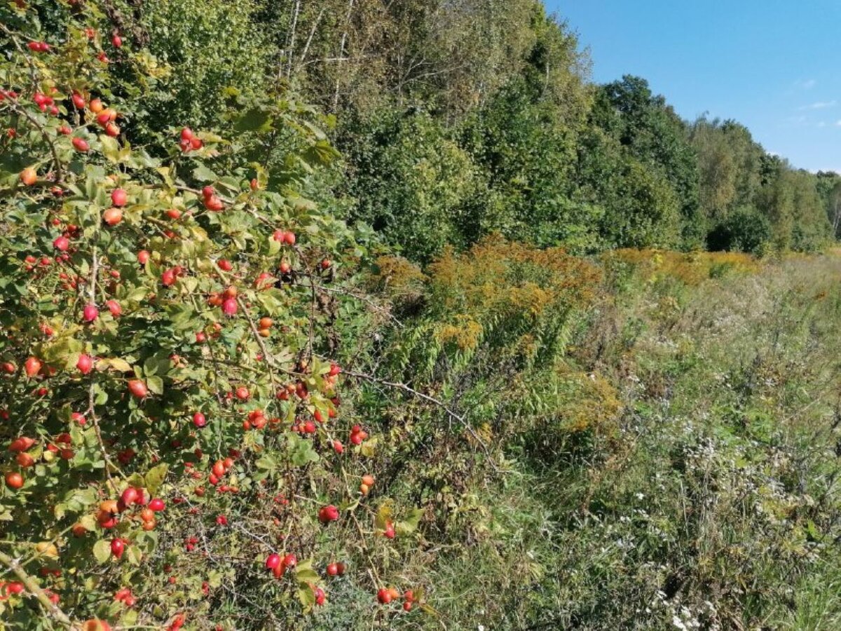    Курская область заняла 4 место в Национальном экорейтинге