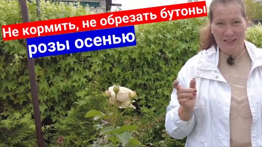 Уход за розами осенью_ не кормить, не обрезать бутоны! Не провоцируйте розы на цветение.