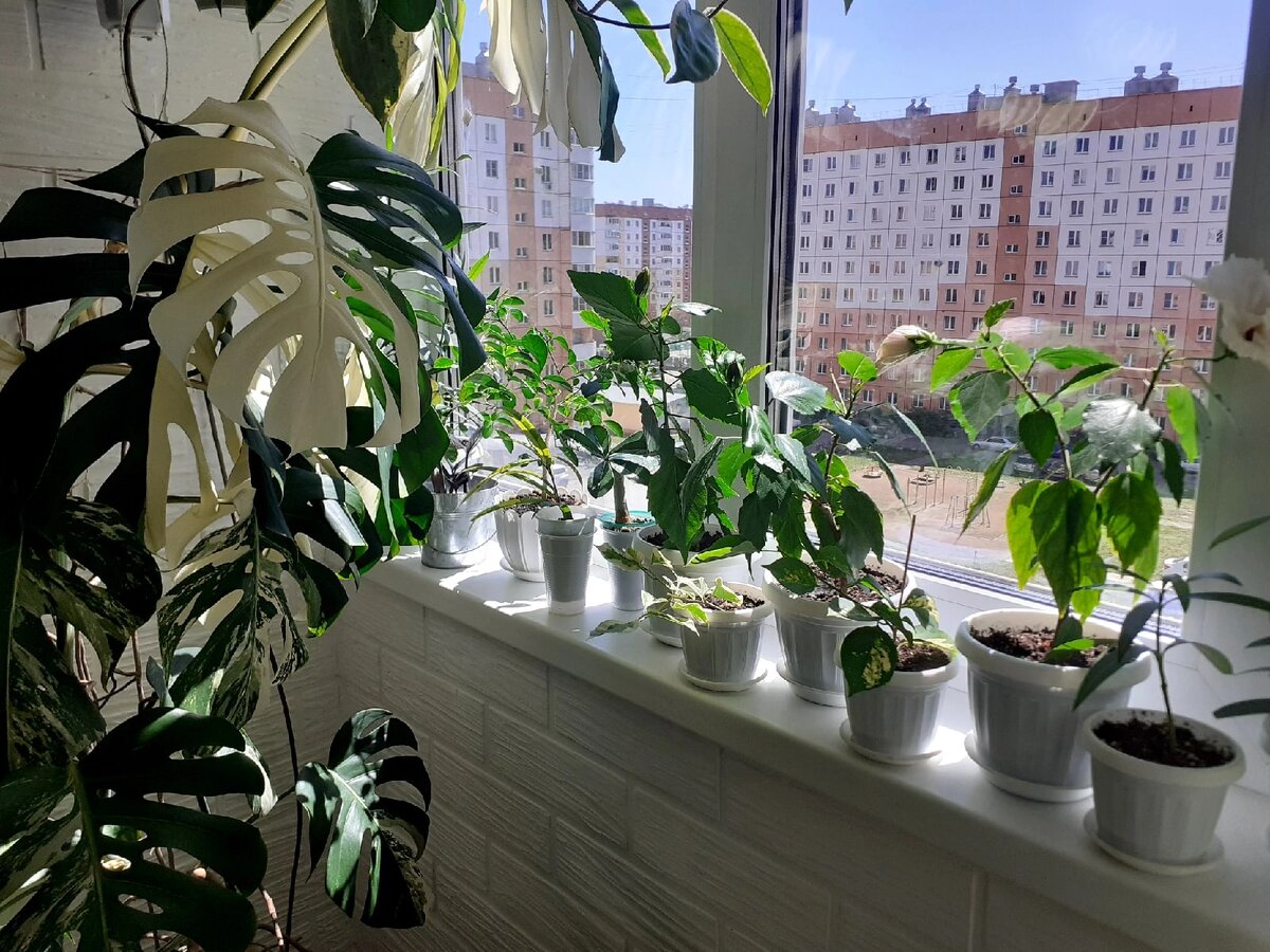 Окно - источник естественного освещения для растений