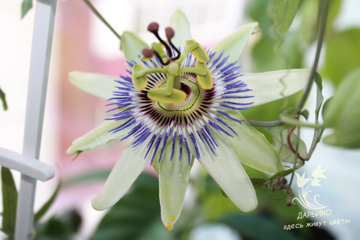 Цветение пассифлоры в зимнем саду