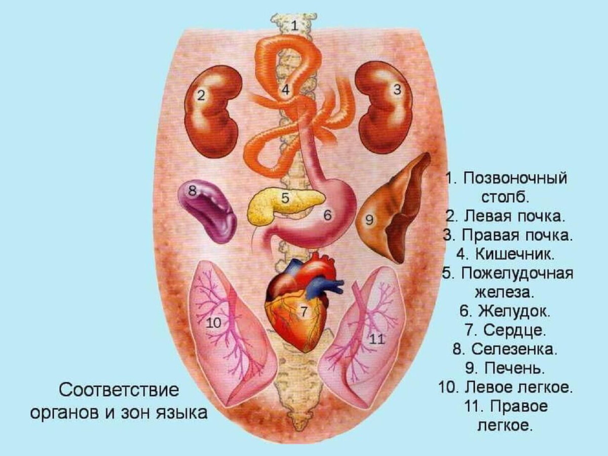 Определение болезни по языку в картинках диагноз. Проекция внутренних органов на языке. Зоны внутренних органов на языке. Заболевания органов по языку.