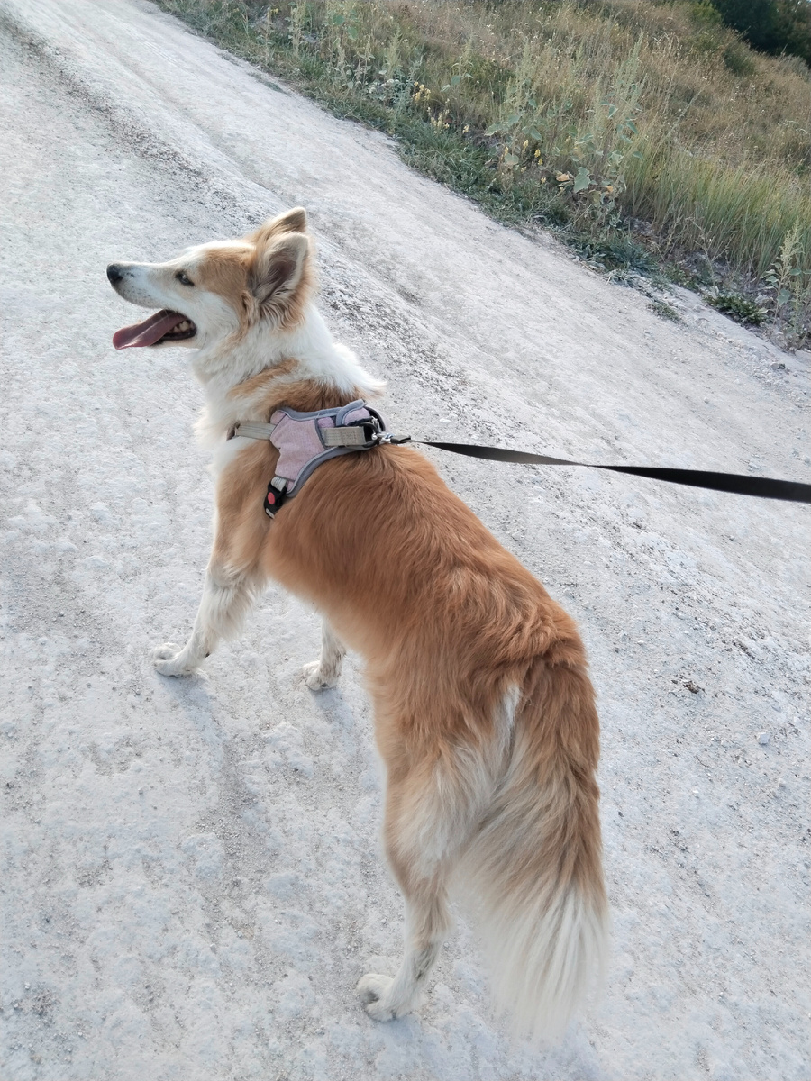 Моя послушная любительница прогулок :) 