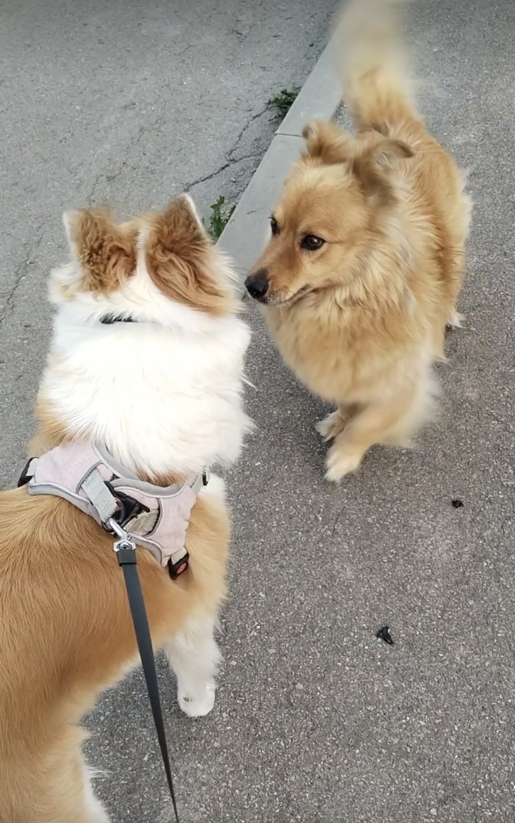 Свикся абсолютно спокойно знакомится с собаками - домашними и бродячими. 