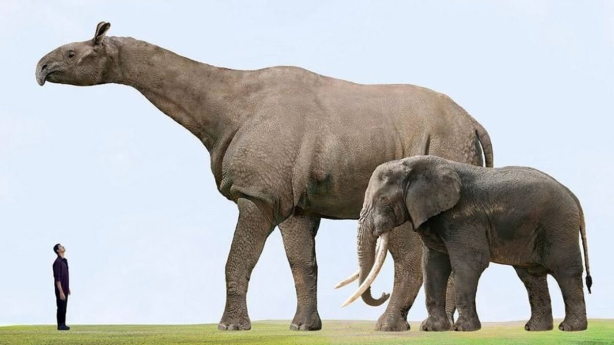 Покажи рядом. Гигантский носорог Индрикотерий. Paraceratherium transouralicum. Индрикотерий белуджитерий. Парацератерий и Индрикотерий