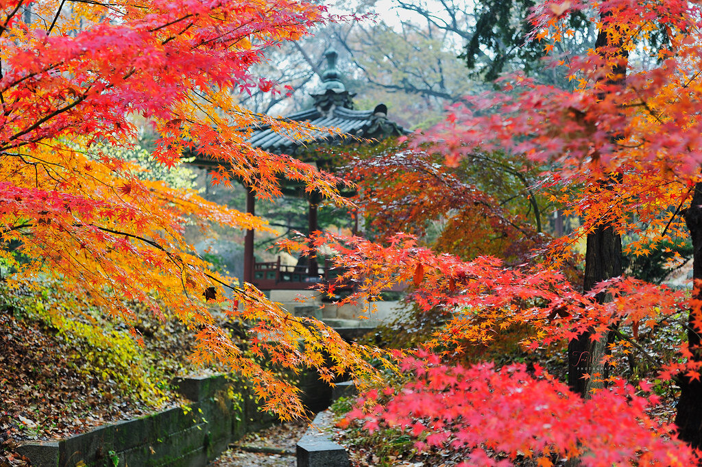 ноябрь в Сеуле