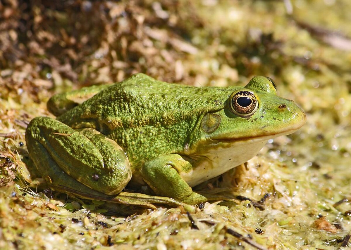 Наземная фауна. Филобус лягушка. Pelophylax esculentus. Земноводные бесхвостые зелёная лягушка. Лягушка Озерная и Прудовая.