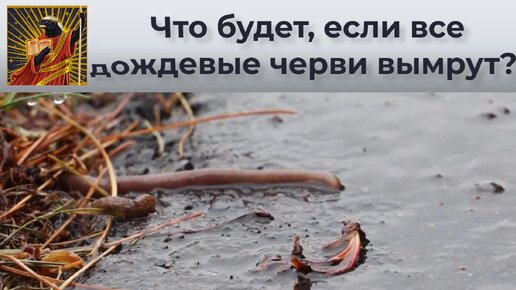 Песня про червяков. Черви жизнь весной. Книжный червяк в жизни. Вода жизни из червя. Какую роль играют дождевые черви в жизни природы плохие качества.