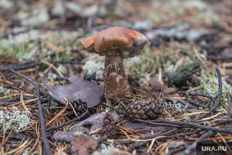    Сезон сбора урожая грибов завершится в середине октября