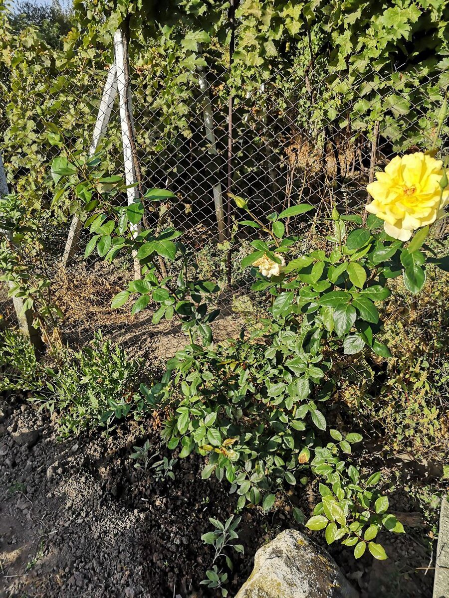 Роза плетистая Peach melba 