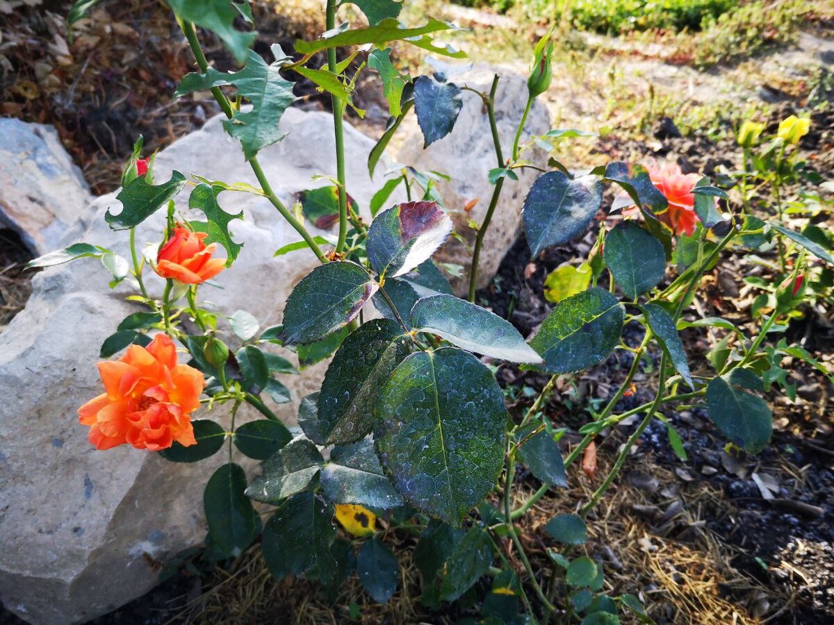 Роза сорта Cherry Brendy