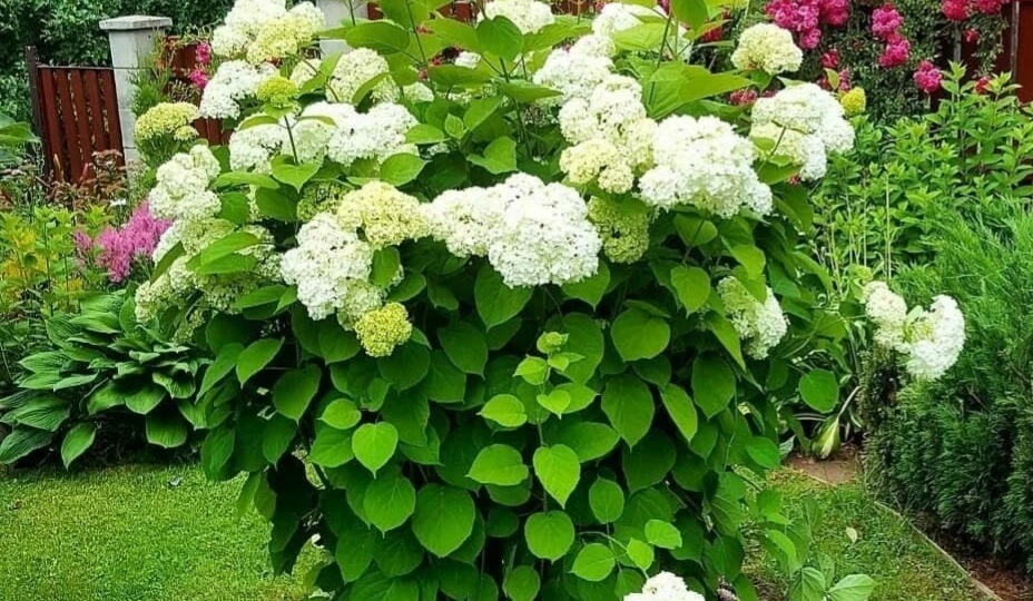 Успейте УКРЫТЬ ГОРТЕНЗИИ до заморозков! Как уберечь их зимой от вымерзания? Какие виды и как правильно укрывать?