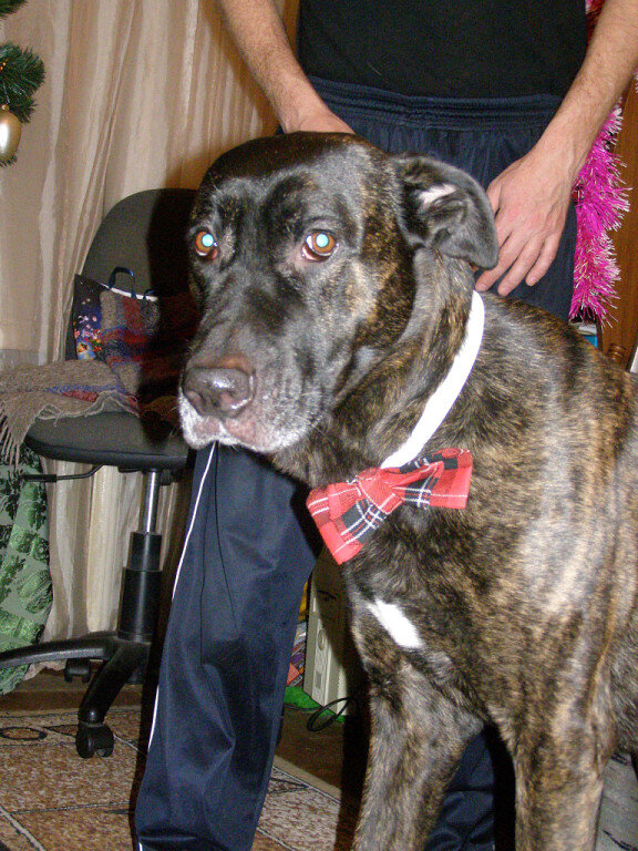 Джек-джентльмен