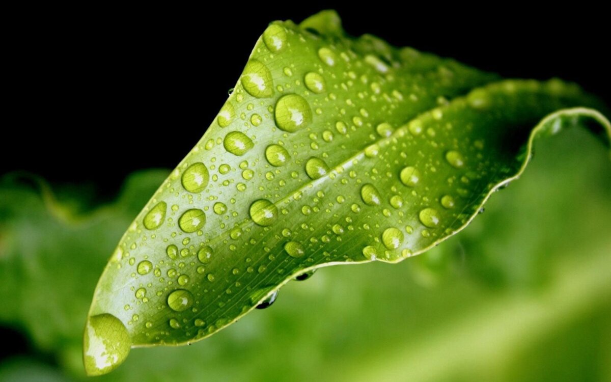 Лист. Макро