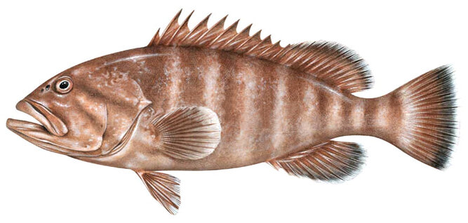 Hyporthodus mystacinus