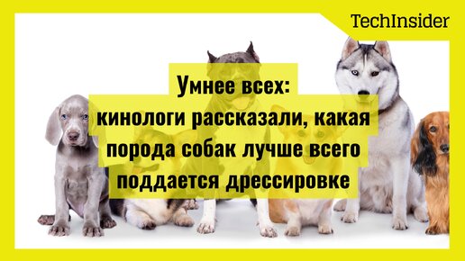 Умнее всех: кинологи рассказали, какая порода собак лучше всего поддается дрессировке