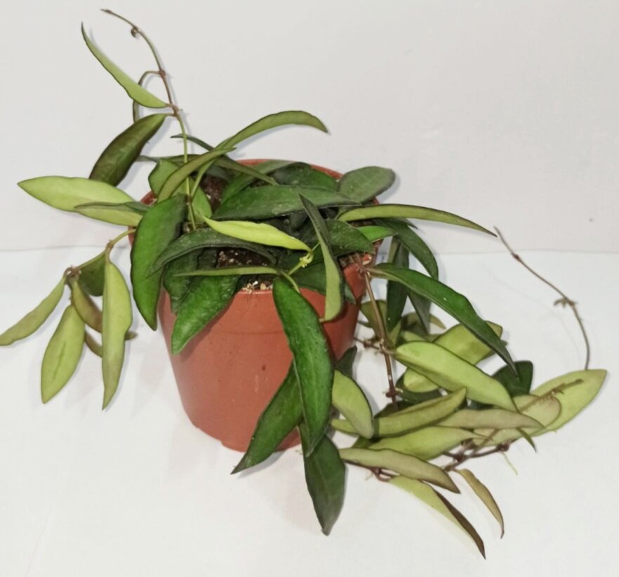 Фото интернет 