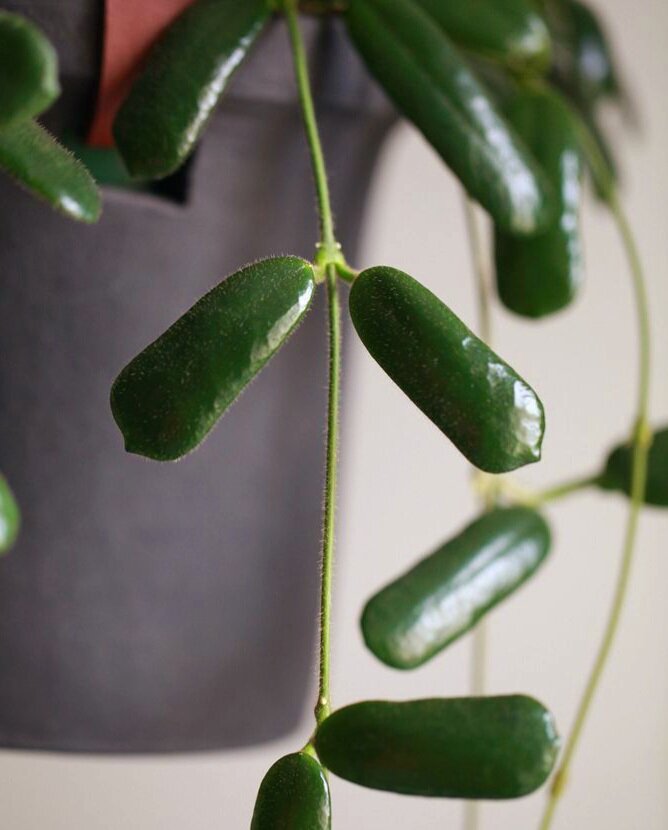 Фото интернет 