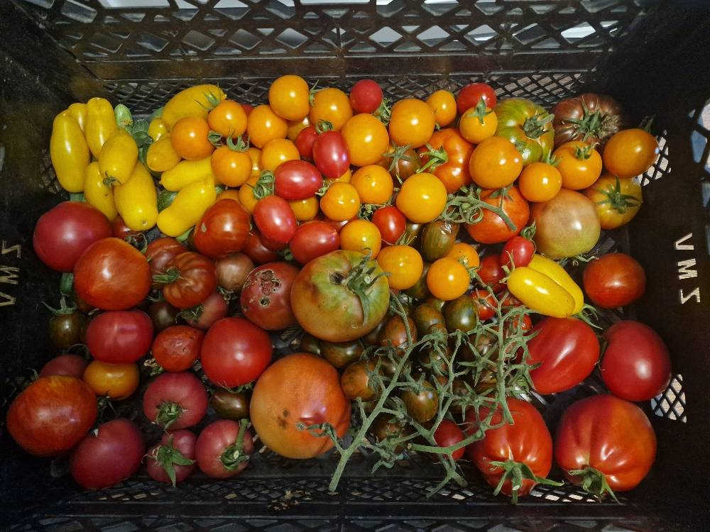 Фото из архива Фиолетового сна