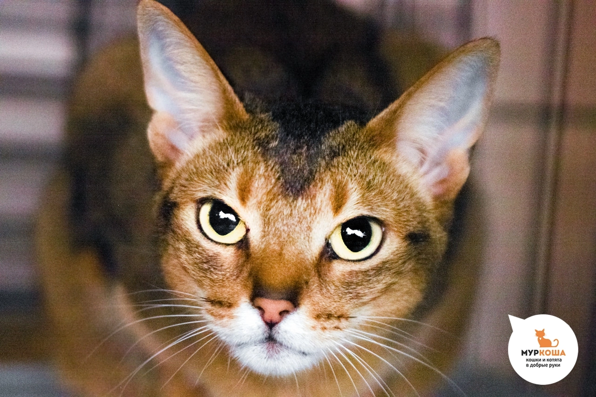 🚺 Миндис, 4 года. Порода абиссинская 