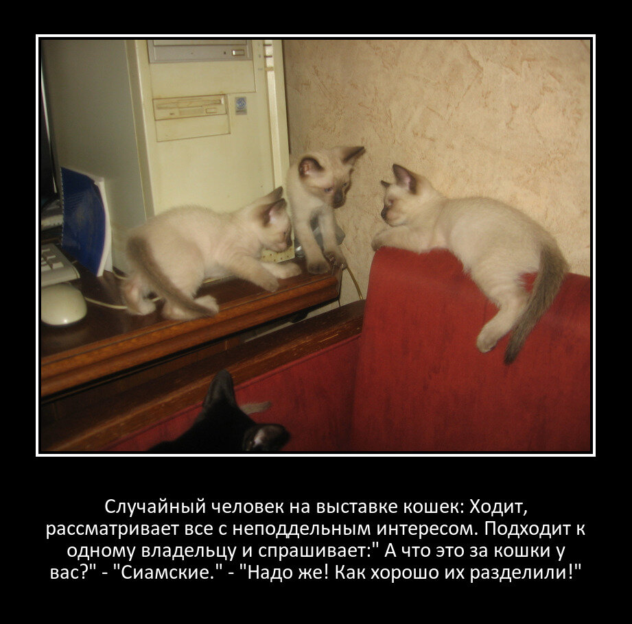 Фишкины котята