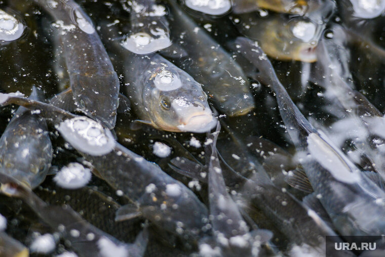    Электронные аукционы по продаже рыбы заработают в 2024 году