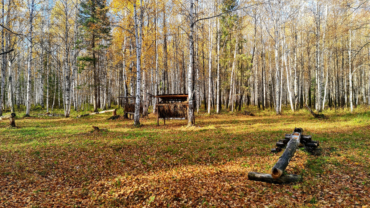 Кормушки для лосей
