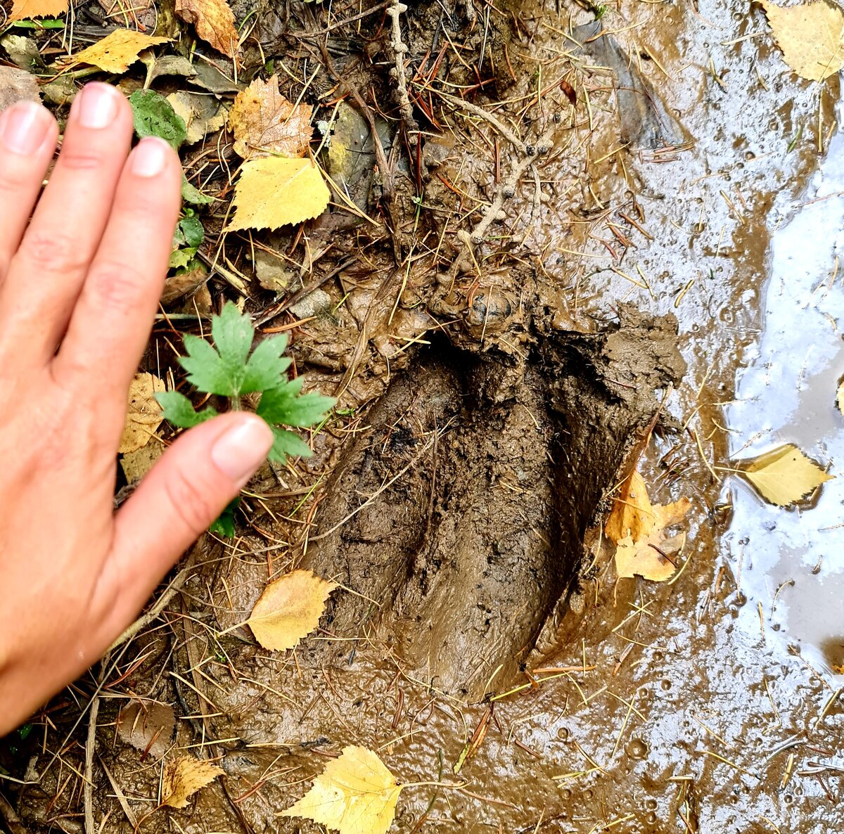 Встречаются незримые дикие животные))) 