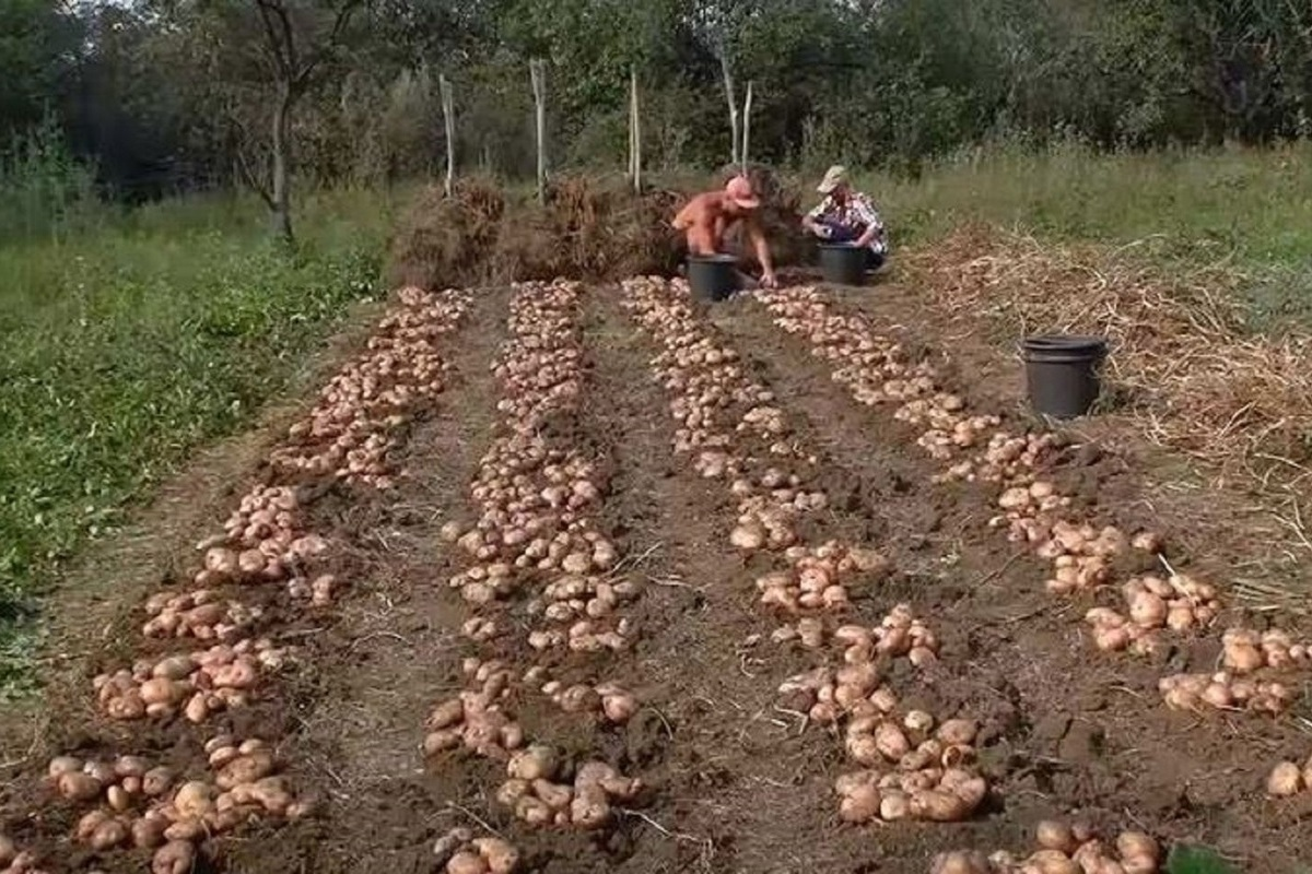 Выросло много. Голландский метод посадки картофеля. Голландская технология посадки картофеля. Промышленная посадка картофеля. Посадка картошки по голландской технологии
