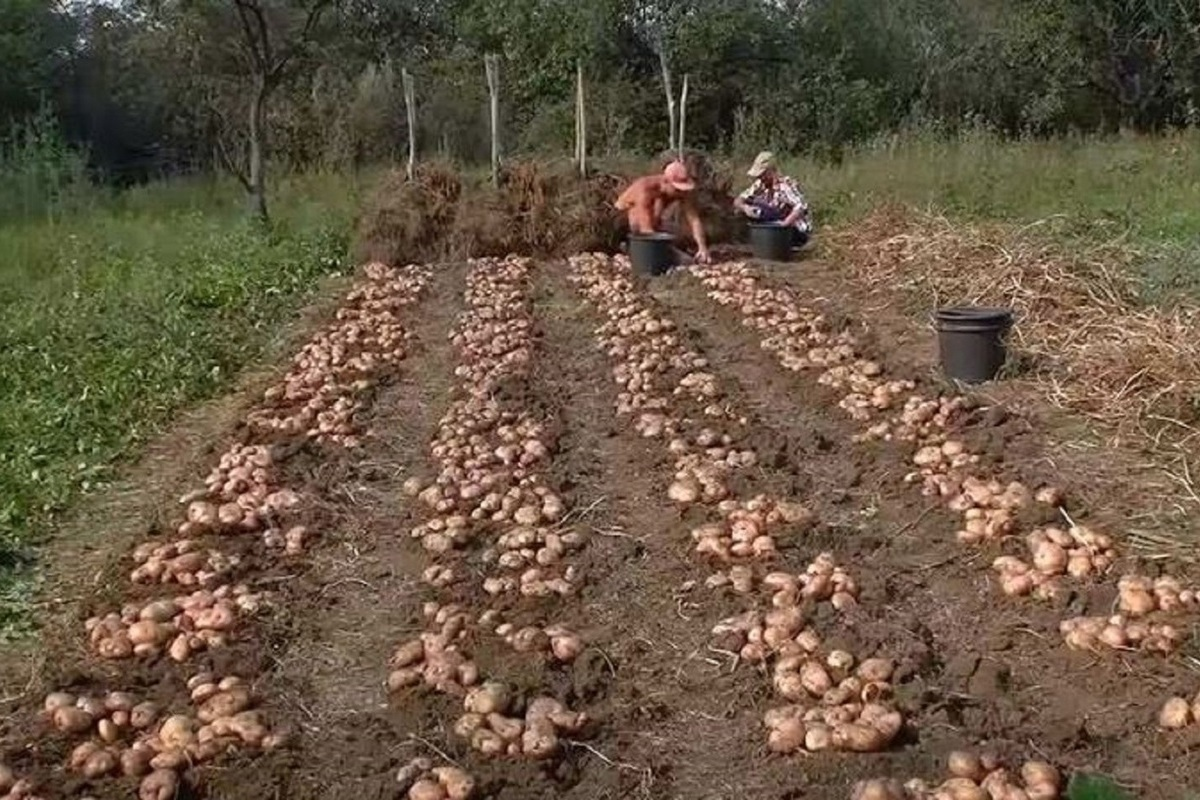 Картофель под. Голландский метод посадки картофеля. Голландская технология посадки картофеля. Промышленная посадка картофеля. Посадка картошки по голландской технологии.