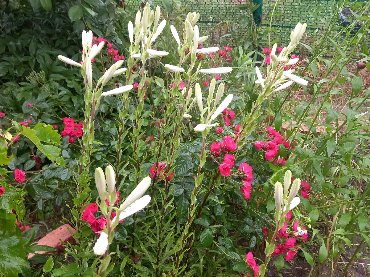 Микс лилий и роз в начале лета -обоятельный минимализм