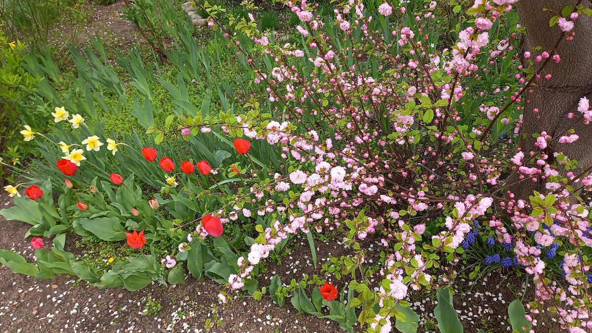 Даже самая простая весенняя  клумба заиграет в сочетании с  цветущими кустарниками