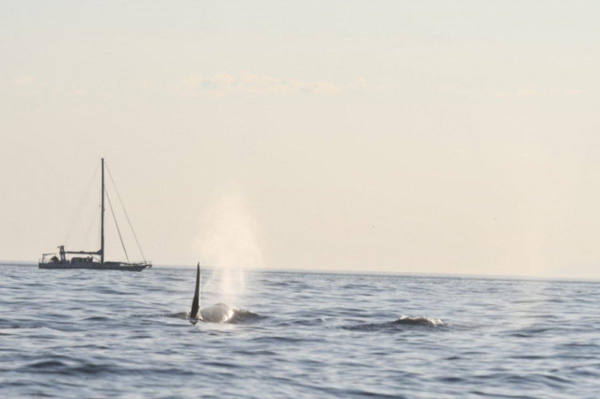    Второй сброс радиоактивной воды с «Фукусимы» японцы планируют на 5 октября