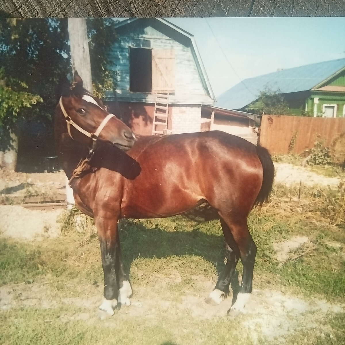 Фото автора. Лошадь на фоне сарая из двойного силикатного кирпича,вместе с лошадьми в этом сарае жили и козы.