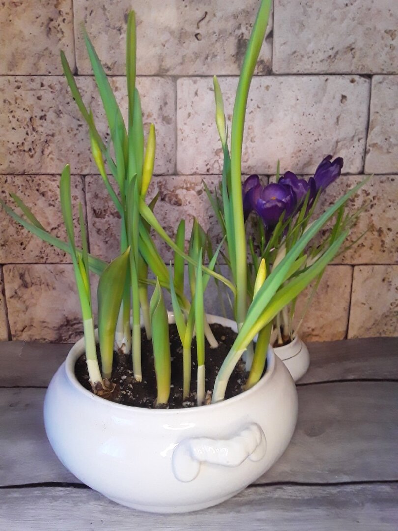 Даже мысли не было, что тюльпаны могут угнетать нарциссы, готовые к цветению