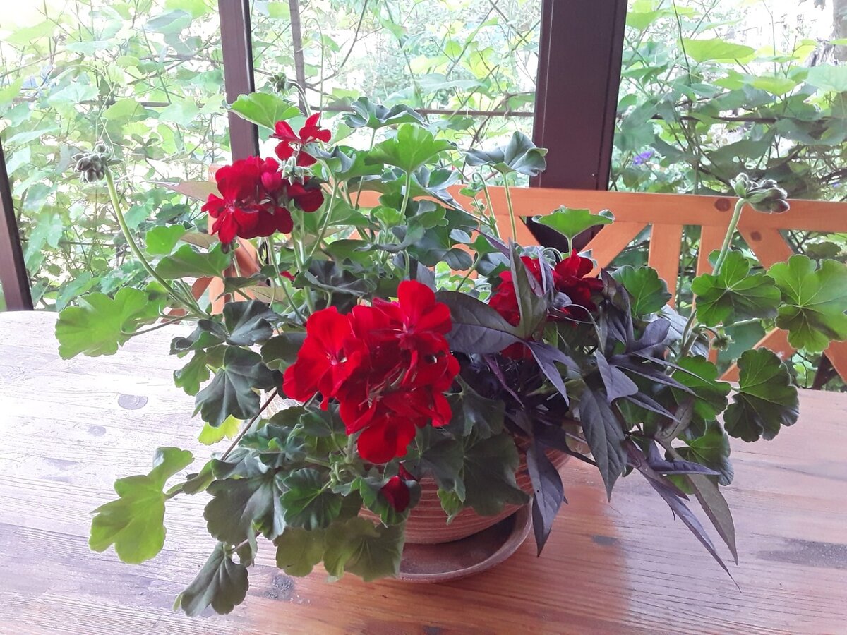 Ипомея батат и пеларгония Calliope Dark Red