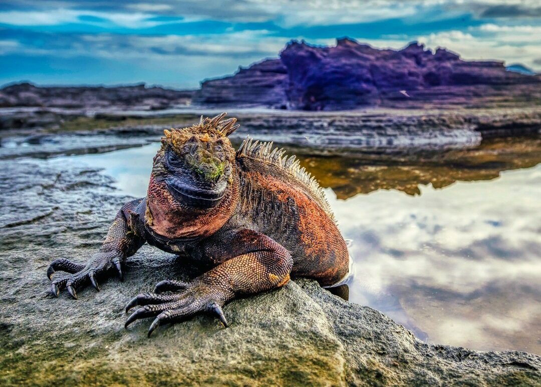 Галапагосская морская игуана