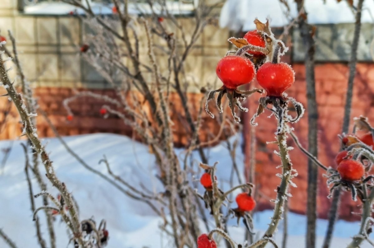    Аномальные морозы ожидаются в Новосибирской области в декабре
