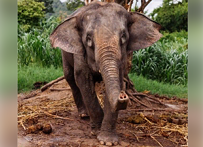 Картинки прикольные про слонов (58 фото) - 58 фото