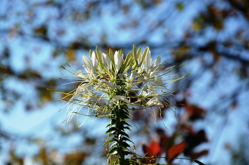 Клеома с белыми цветками