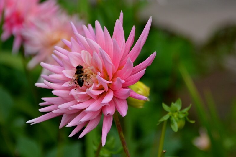 Георгина Старс леди 