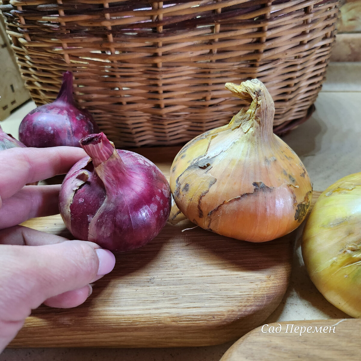 Слева лук, посаженный весной, справа- под зиму.